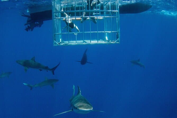 Oahu Shark Dive