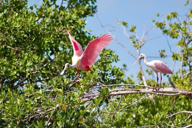 Unforgettable Guided Kayak Adventures in Naples, FL
