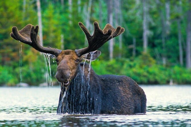 Best Grand Teton National Park Tours & Jackson Hole Adventures