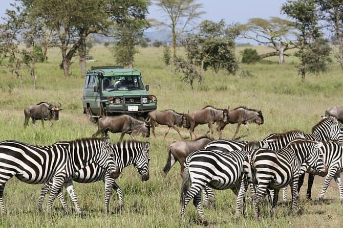 Best Ngorongoro Crater Safari Tours from Moshi