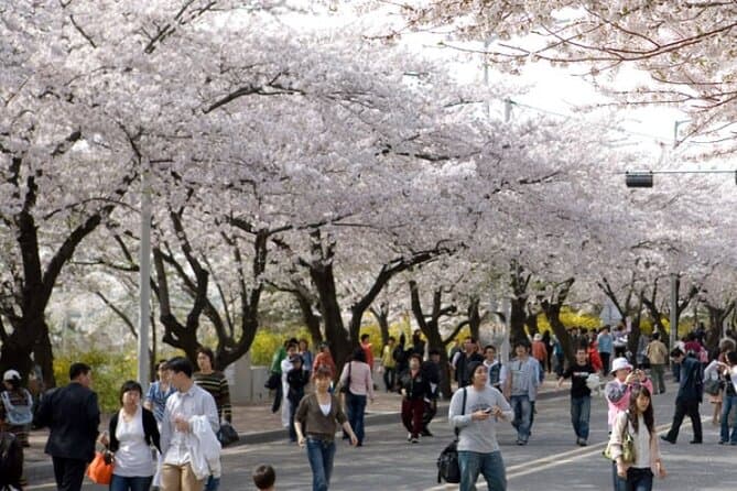 Jinhae Cherry Blossom Tour
