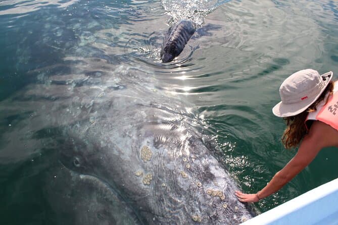 Unforgettable Gray Whale Encounters in La Paz, Mexico