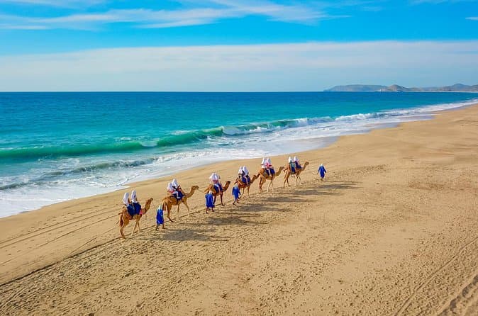 Compare Top Camel Tours in San Jose del Cabo