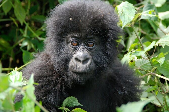 Compare Best Bwindi Gorilla Treks from Kampala