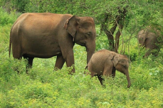 Best Udawalawe Elephant Safaris & Tours