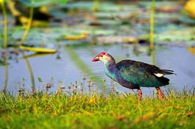 Compare Top Bundala Safari Tours in Galle