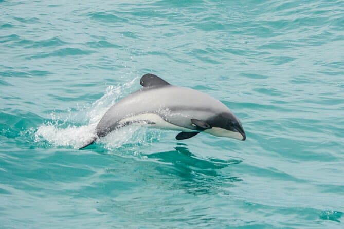 Best Akaroa Wildlife Cruise: Meet Rare Hector's Dolphins