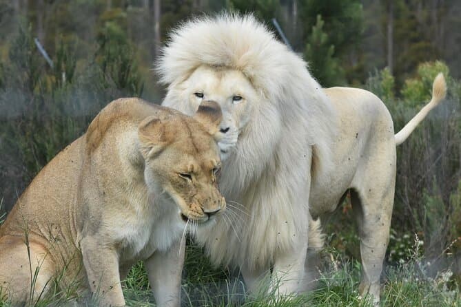 Best Addo Safari Tours from Cape Town