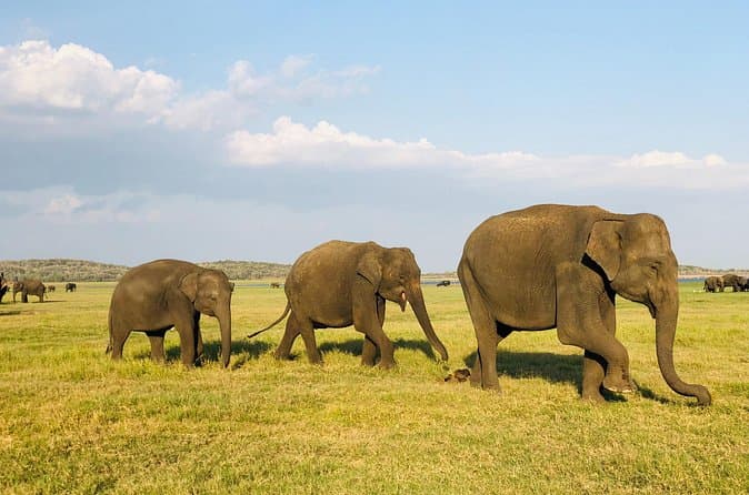 Best Udawalawe Jeep Safaris from Kalutara