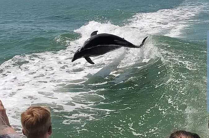 Best Myrtle Beach Dolphin Tours & Cruises