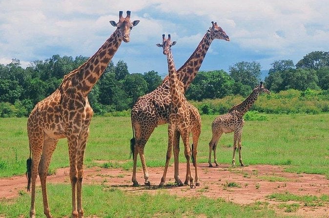 Nakuru & Maasai Mara Safari