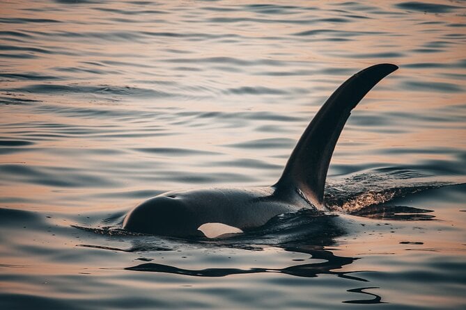 Salish Sea Whale Watching