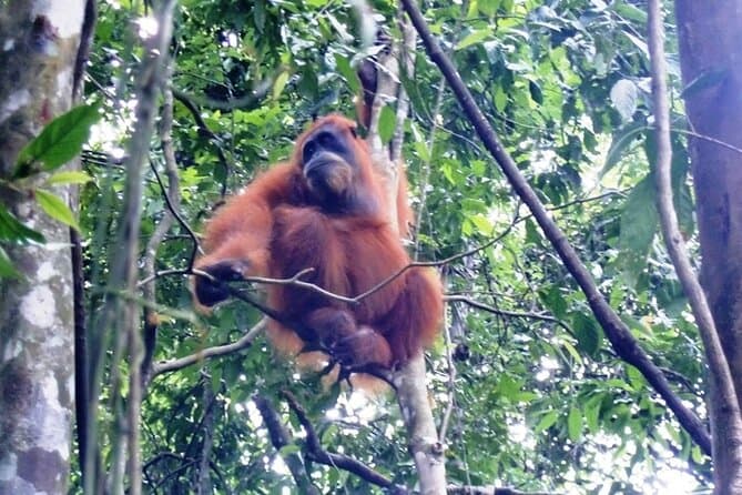 Bukit Lawang Jungle Trek