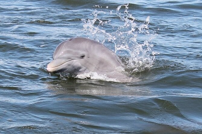 Cocoa Beach Dolphin Tour