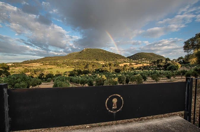 Best Olive Oil Tours & Tastings