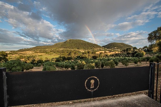 Mallorca Olive Oil Tasting