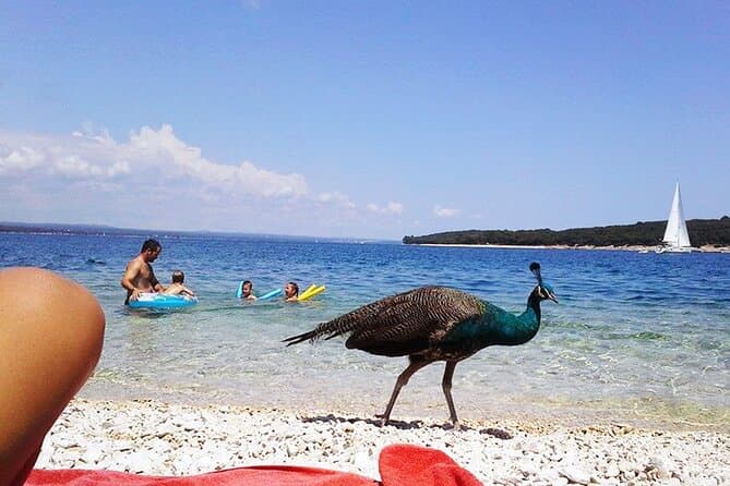 Best Brijuni Island Boat Tours & Pula Sea Adventures
