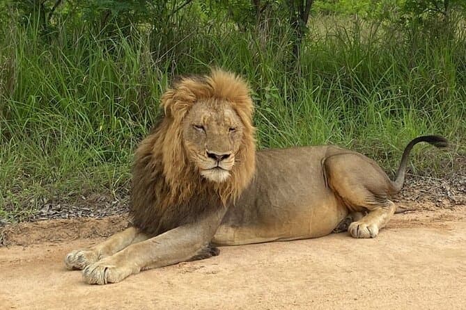 Compare Best Kruger Park Safaris Near Nelspruit