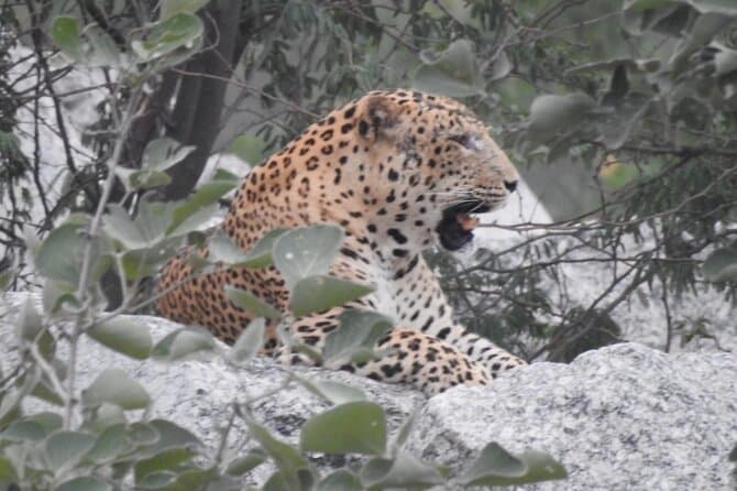 Compare Top Jawai Leopard Safaris