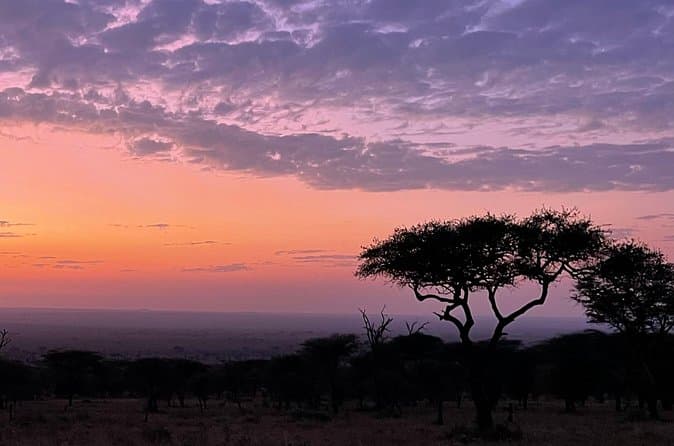 Compare Best Big Five Safari Tours