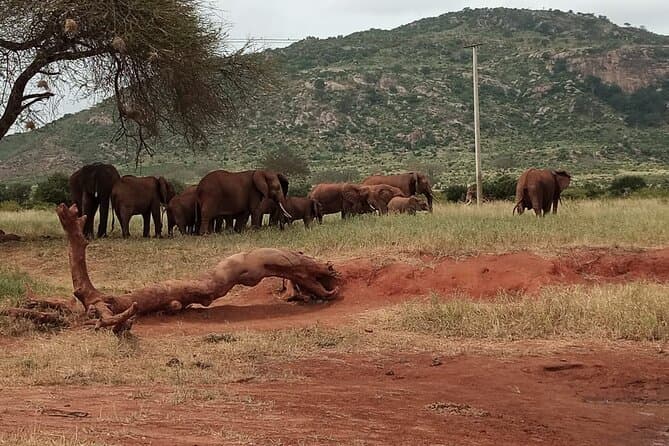 Best Nairobi Wildlife Tours & Safaris