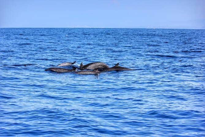Best Puerto Escondido Boat Tours: Ocean Adventures Await