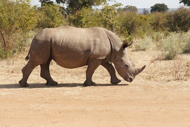Unforgettable White Rhino Safari Adventures in Livingstone