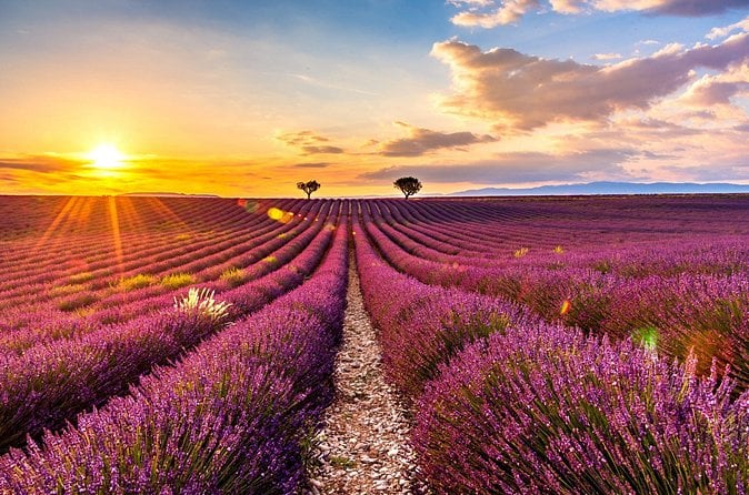 Aix Lavender Fields Tour