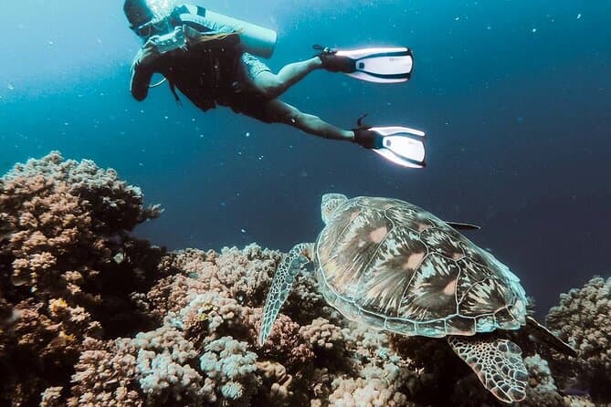 Best Marmaris Scuba Diving Adventures & Marine Life