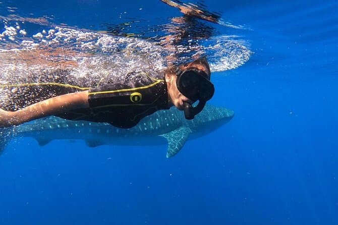 Riviera Maya Dolphin Swim