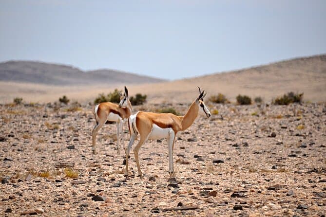 Namib Naukluft Park Tour