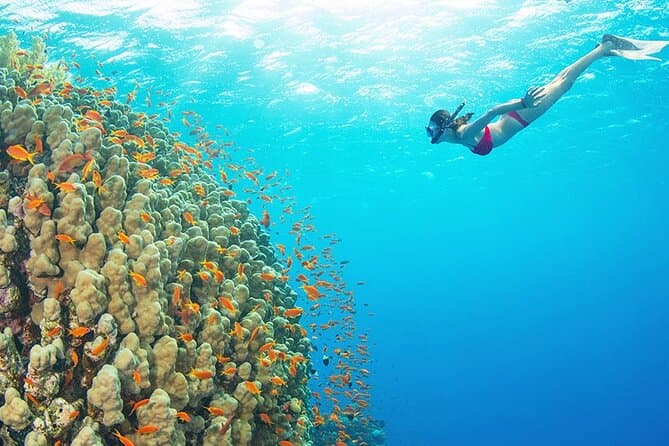 Best Snorkeling Tours: White Island & Ras Mohammed