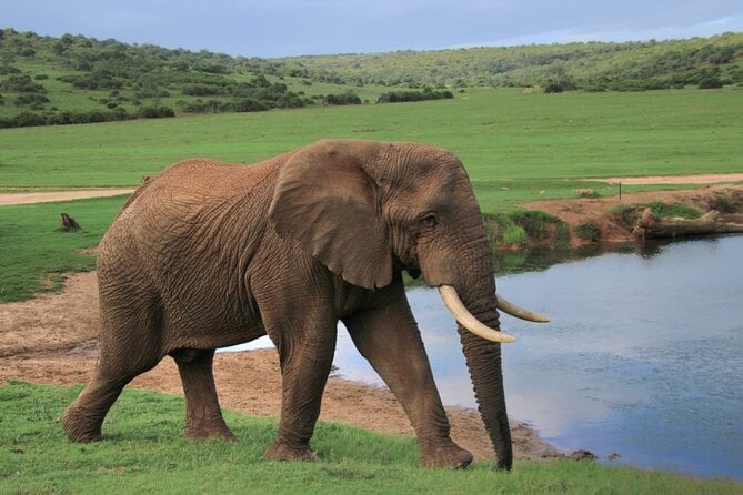 Schotia Game Reserve Safari