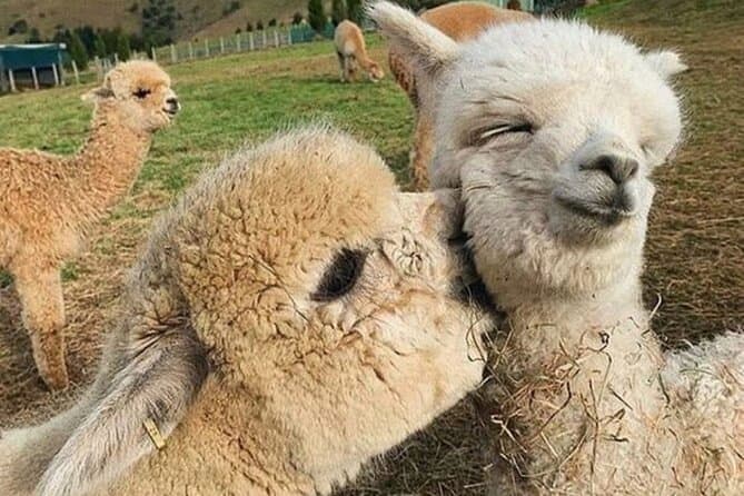 Unforgettable Alpaca Encounters in Shamakhi, Azerbaijan