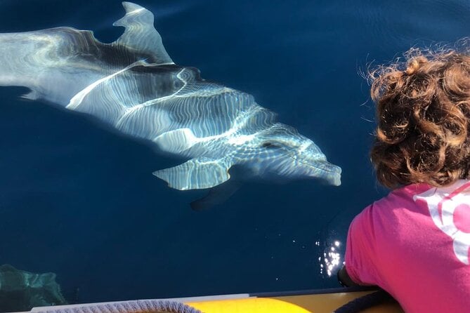 Olbia Dolphin Watching