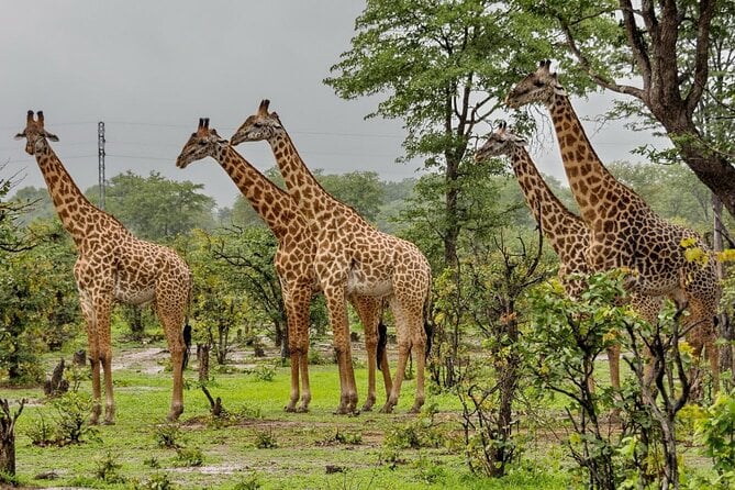 Durban Tala Game Reserve Safari