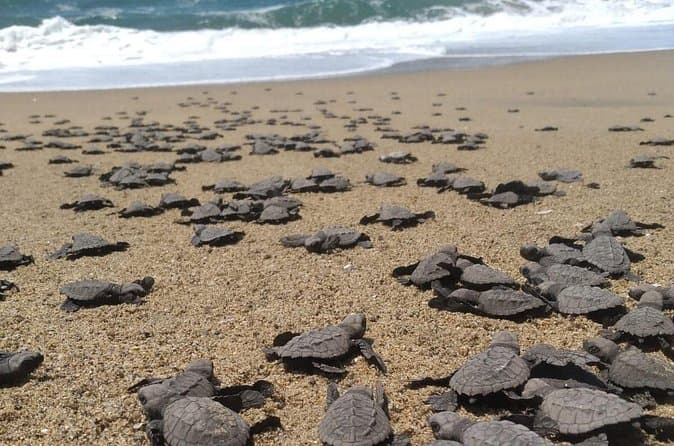 Eco-Friendly Turtle Release Tours
