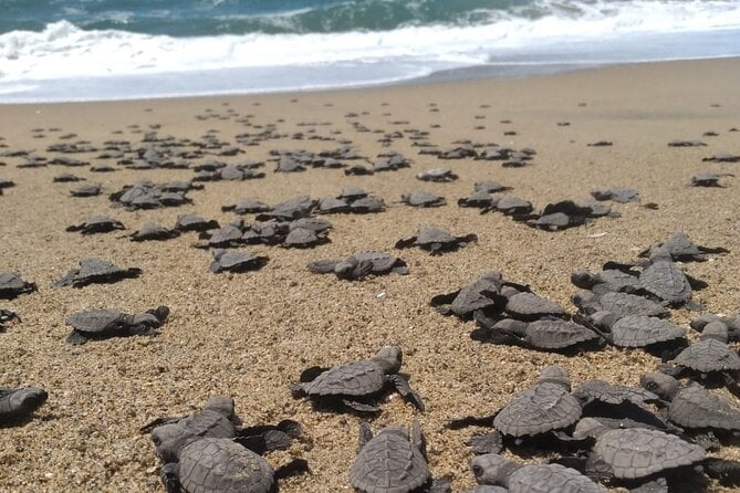 Release Baby Sea Turtles