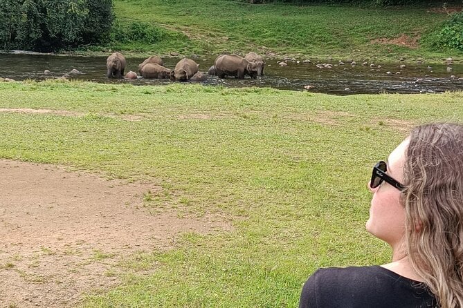 Anakulam Wild Elephant Safari