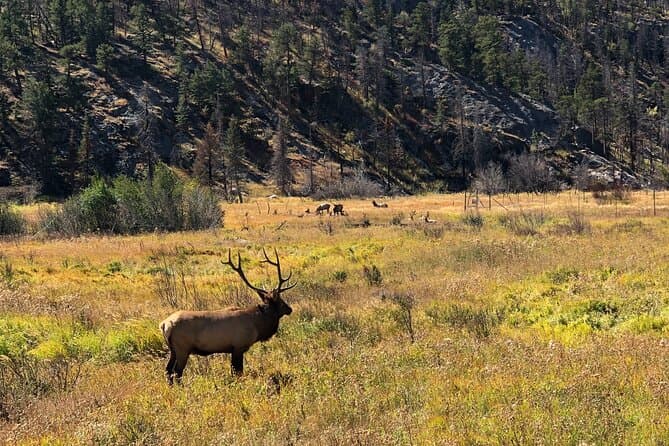 Best Elk Rut Tours in Estes Park & Rocky Mountain NP