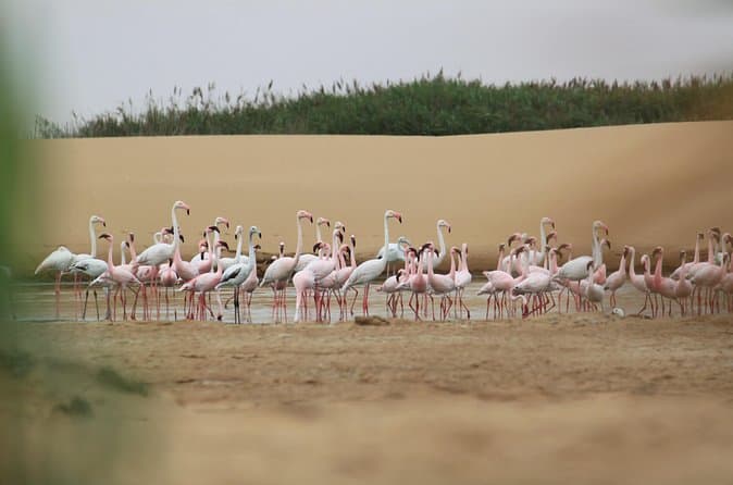 Best Namib Desert Adventures from Swakopmund
