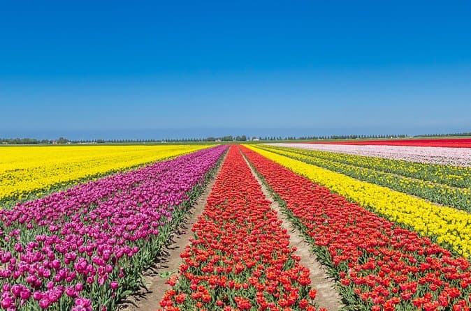 Best Rated Tulip Bike Tours in Amsterdam