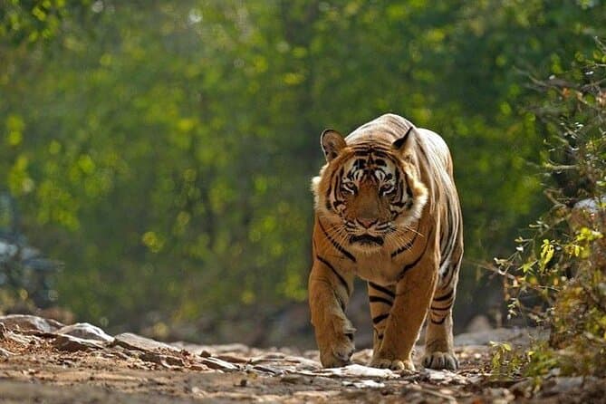 Compare Top Golden Triangle Tours in Kochi
