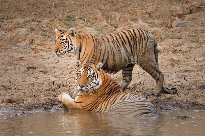 Best Panna National Park Safari & Wildlife Tours Khajuraho