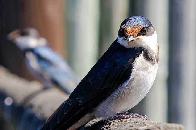 Best Cape Town Birdwatching Tours & Wildlife Experiences