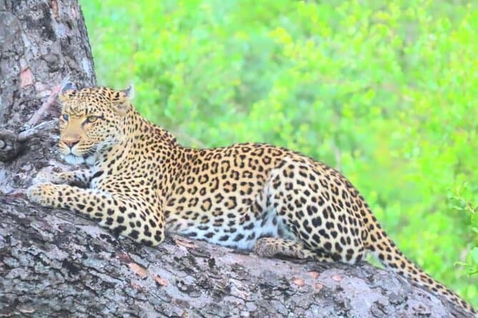 Top-Rated Sabi Game Reserve Sunrise Tours