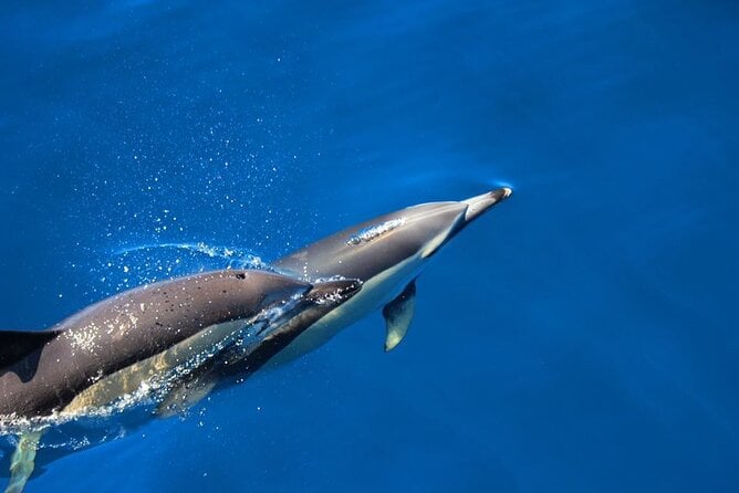 Terceira Island Dolphin Swim