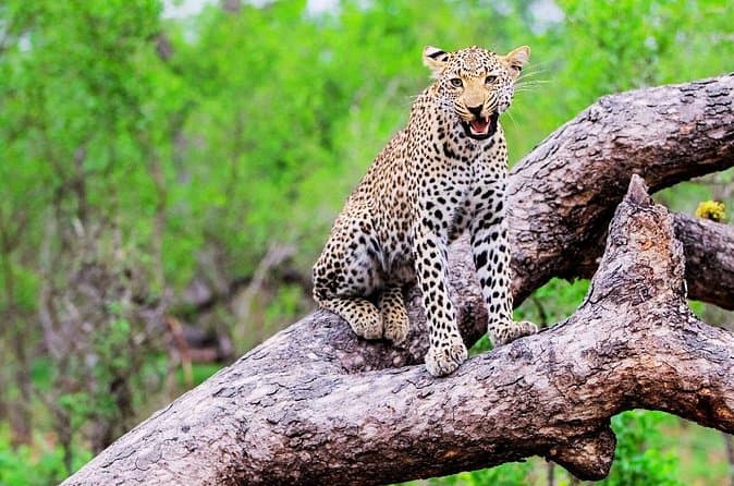 Compare Top Kruger Safari Tours