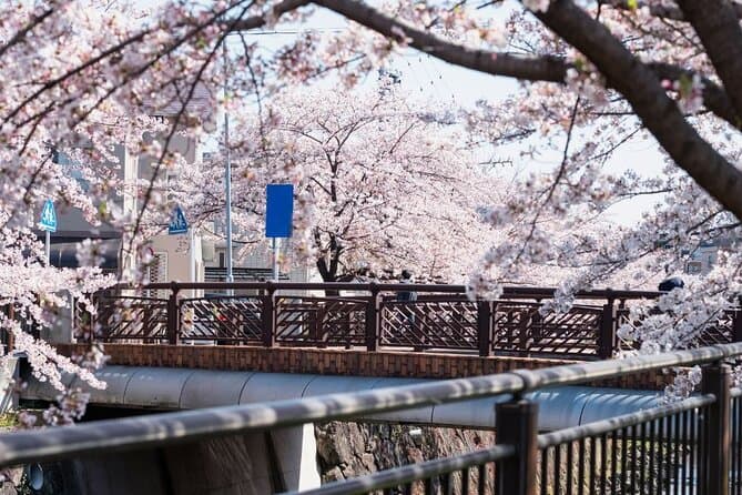 Best Nagoya Sakura Season Tours & Cherry Blossom Sightseeing