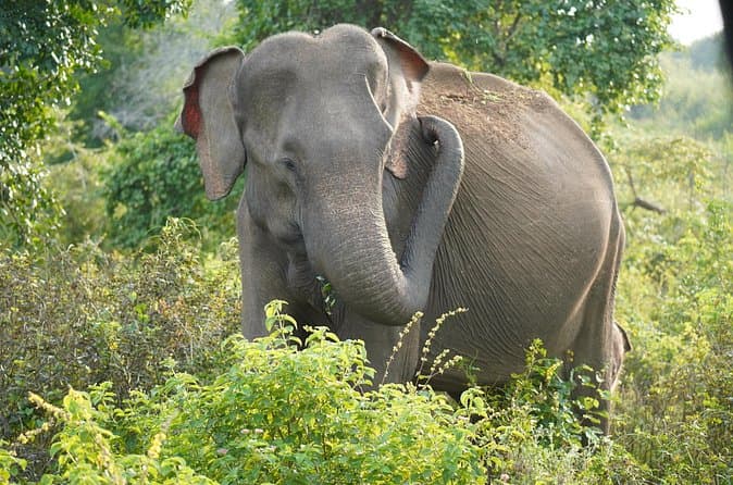 Best Udawalawe Safaris from Bentota